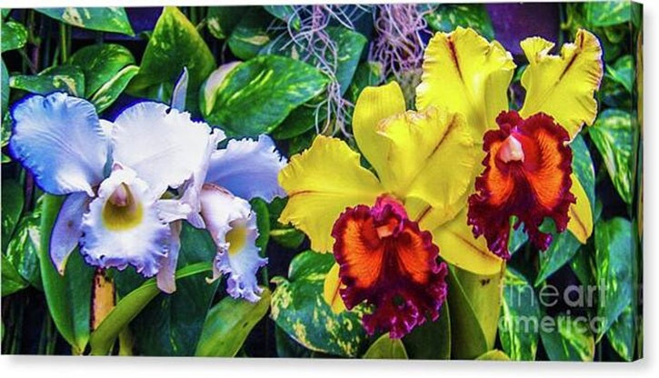 Cattleya Orchids #1 — Canvas Print | D Davila