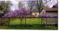 Wisteria #1 Canvas Print