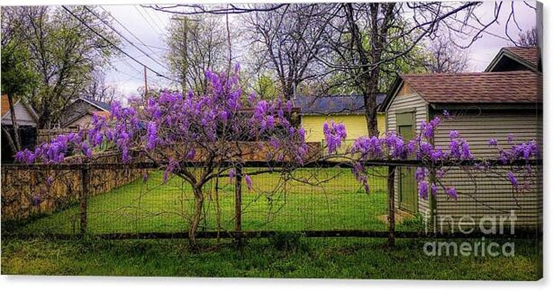 Wisteria #1 Canvas Print