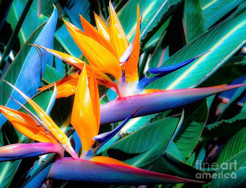 Bird Of Paradise Flowers #3 // Canvas Print by D Davila