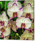 Orchid Garden #2 Canvas Print – 24x24 Gallery Wrap