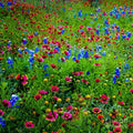 Wildflowers in Bloom #4 — Canvas Print | D Davila