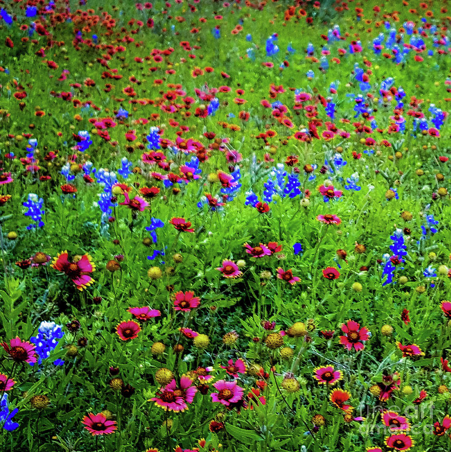 Wildflowers in Bloom #4 — Canvas Print | D Davila
