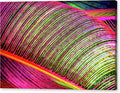 Vibrant Banana Leaf Close-Up Canvas Print