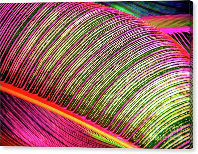 Vibrant Banana Leaf Close-Up Canvas Print