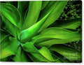 Vibrant Green Succulent Leaves Canvas Print