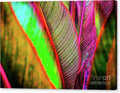 Vivid Abstract Leaves Canvas Print