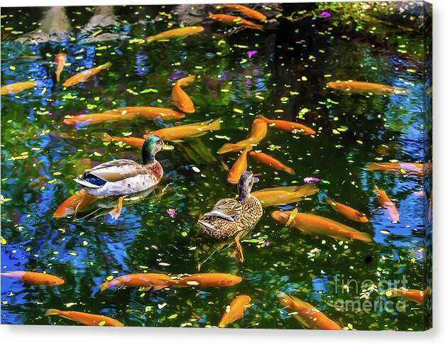 Ducks and Koi in a Vibrant Pond Canvas Print by D Davila