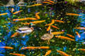 Ducks and Koi in a Vibrant Pond Canvas Print by D Davila