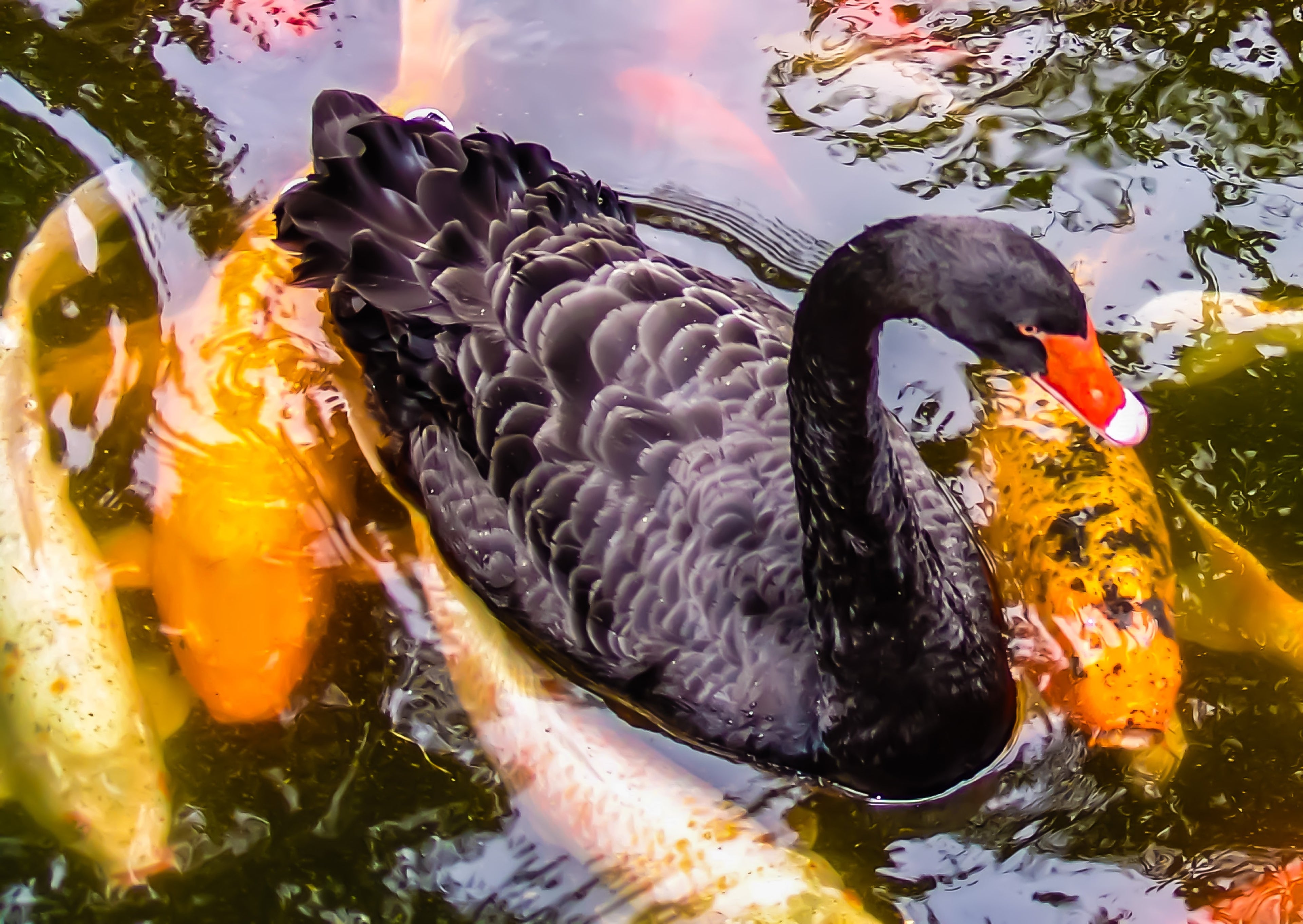 Black Swan in the Koi Pond Canvas Print by D Davila