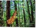 Hiking Oahu Trails Cedar Trees in Sunlight Canvas Print