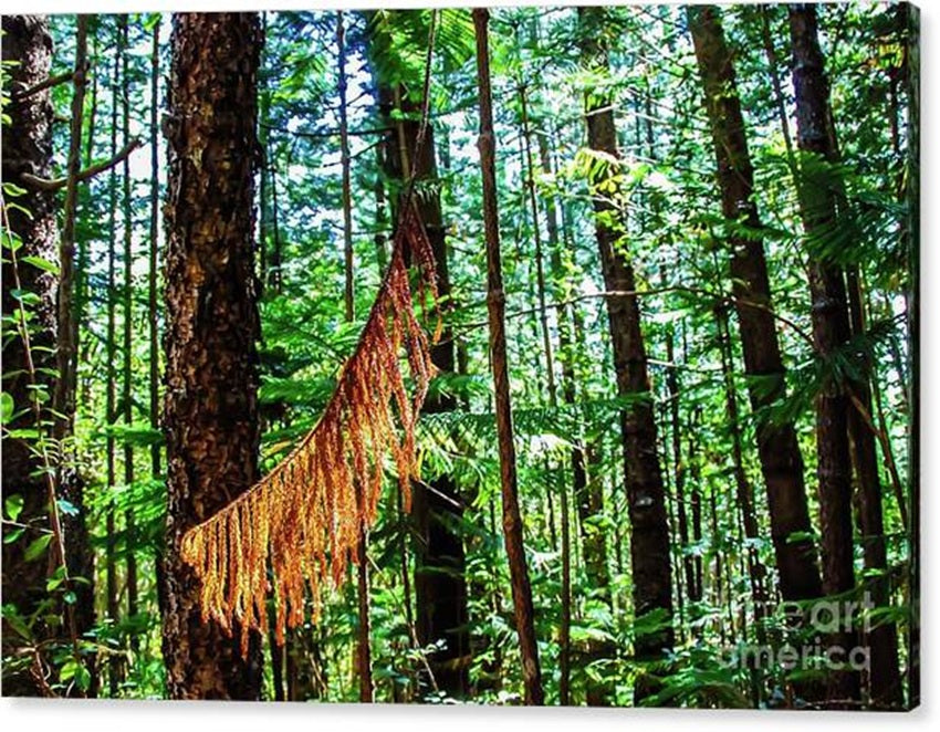 Hiking Oahu Trails Cedar Trees in Sunlight Canvas Print