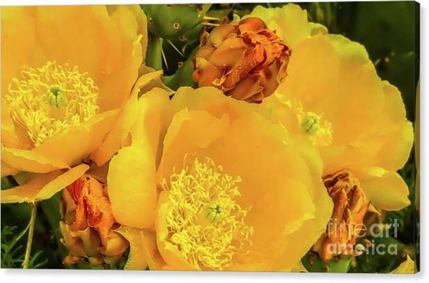 Yellow Cactus Flowers in Bloom Canvas Print