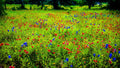 Vibrant Wildflower Meadow in Texas Canvas Print