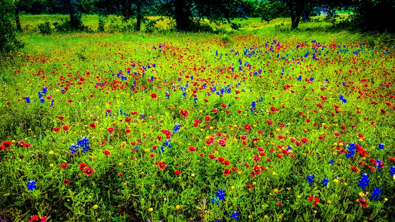 Vibrant Wildflower Meadow in Texas Canvas Print
