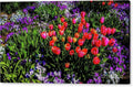 Vibrant Spring Tulip Garden Canvas Print