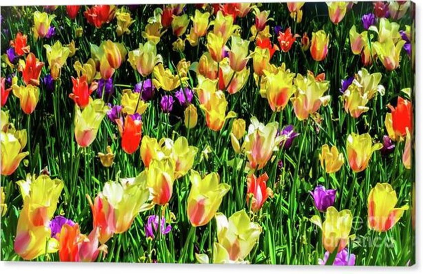 Vibrant Tulip Field in Bloom Canvas Print
