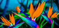 Bright Tropical Flowers Canvas Print 36" x 17.5" Gallery Wrap