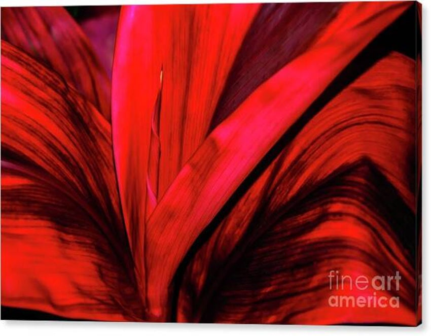 Vibrant Red Leaf Close-Up Canvas Print