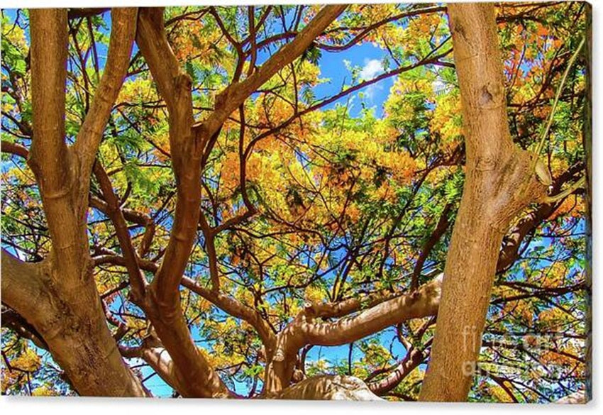 Trees and Flowers in Queen Kapiolani Park Canvas Print