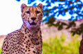 Cheetah Wildlife Portrait Canvas Print by D Davila