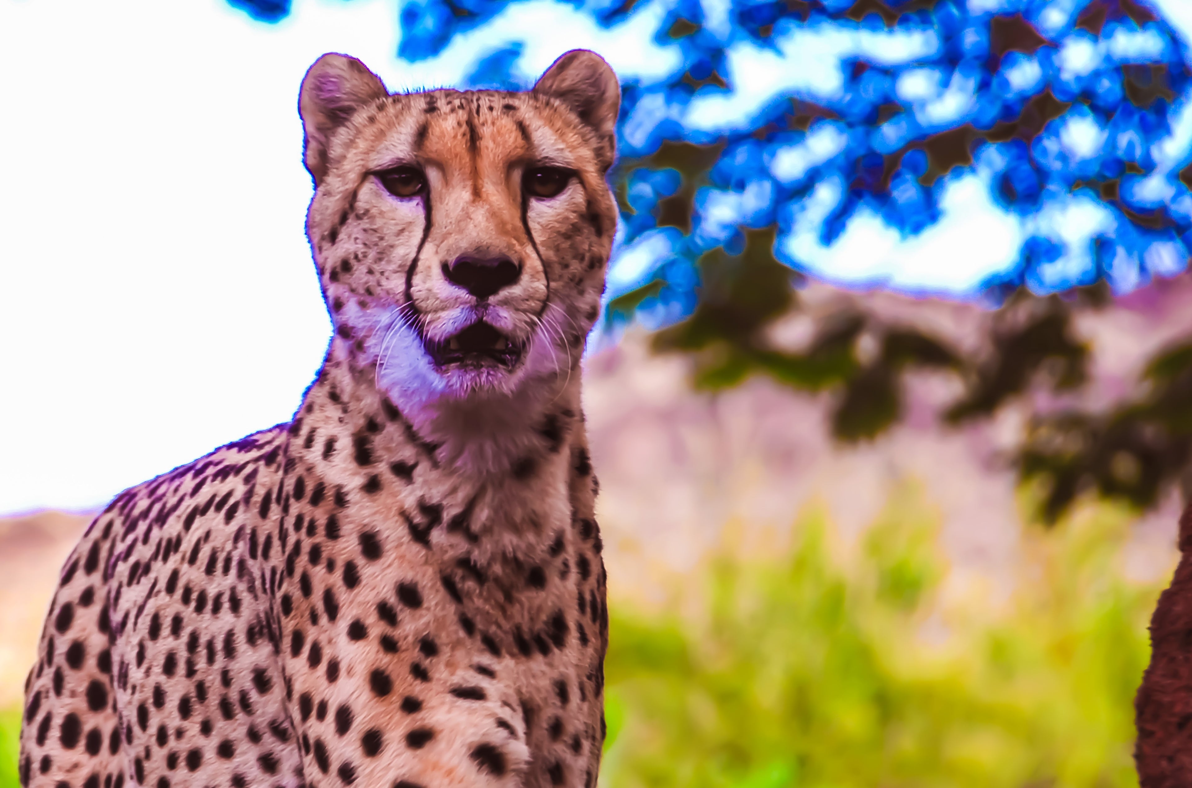 Cheetah Wildlife Portrait Canvas Print by D Davila