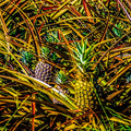Hawaiian Pineapples // Canvas Print by D Davila