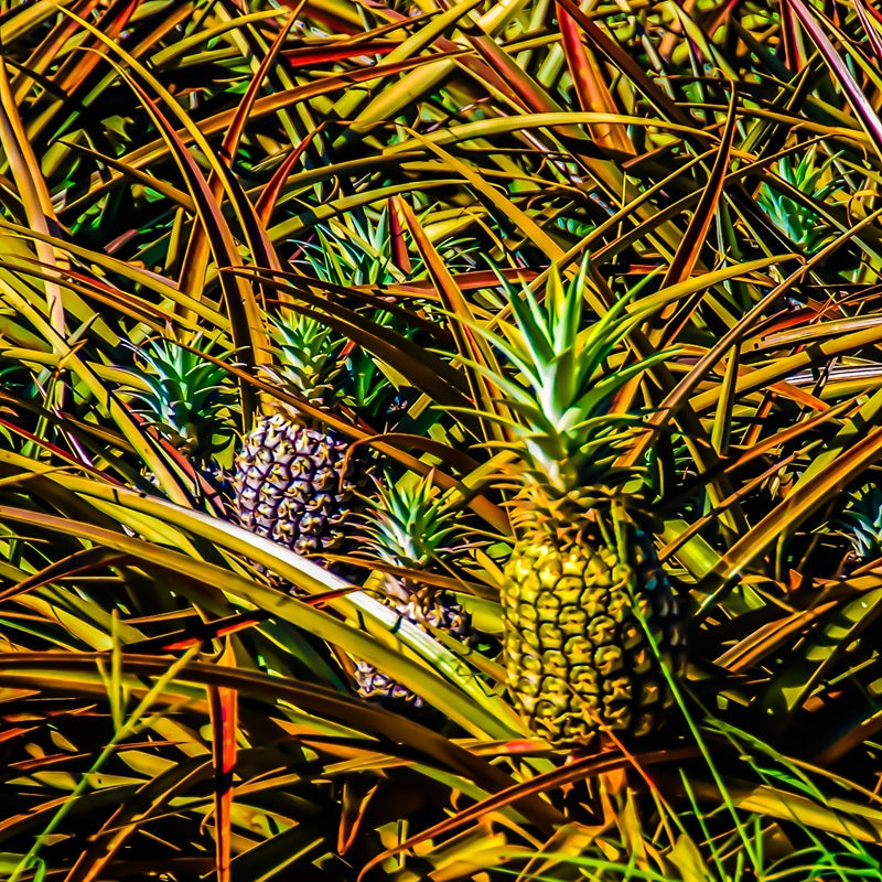 Hawaiian Pineapples // Canvas Print by D Davila