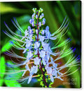 Exotic Blue Flower with Radiant Stems Canvas Print