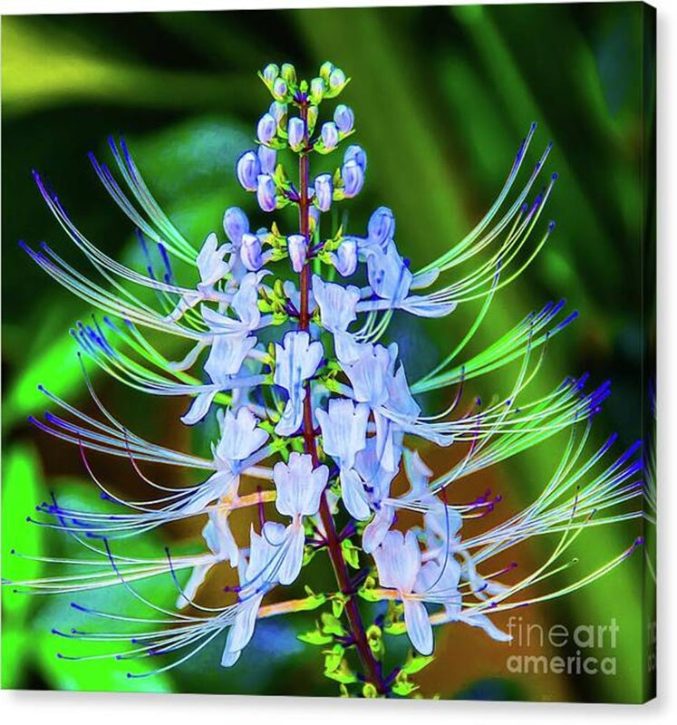 Exotic Blue Flower with Radiant Stems Canvas Print