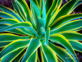 Agave — Canvas Print | D Davila