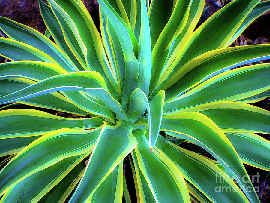 Agave — Canvas Print | D Davila
