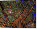 Banyan Tree and Sun Beam at Waikiki Canvas Print — 24x16 in. | Gallery Wrap