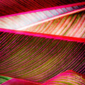 Tropic Leaves — Canvas Print | D Davila