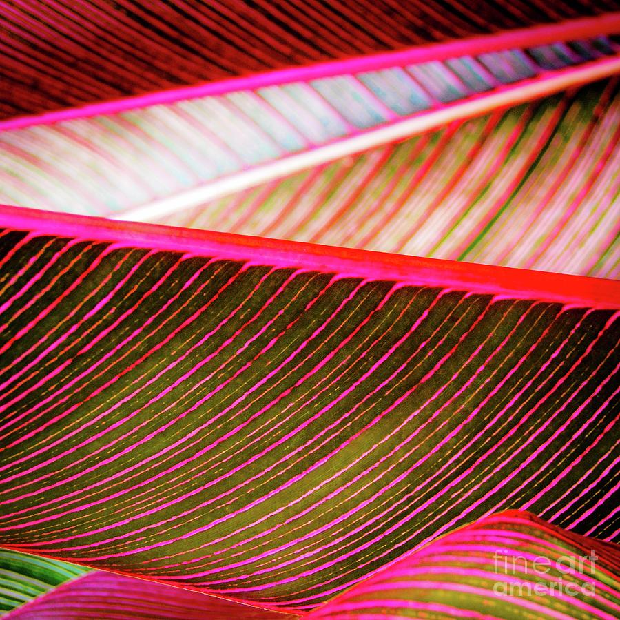 Tropic Leaves — Canvas Print | D Davila