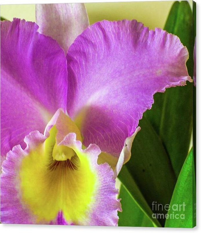 Cattleya Orchid Canvas Print — 24x24 in. | Gallery Wrap