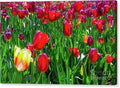 Tulip Garden — Canvas Print by D. Davila