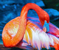 Flamingo — Canvas Print | D Davila