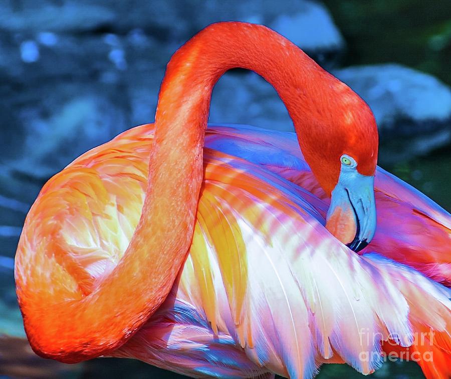 Flamingo — Canvas Print | D Davila
