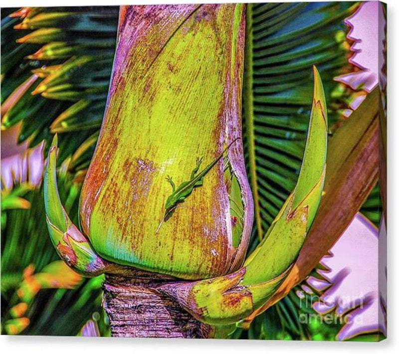 Gecko In The Palm Canvas Print – 20x15 Gallery Wrap