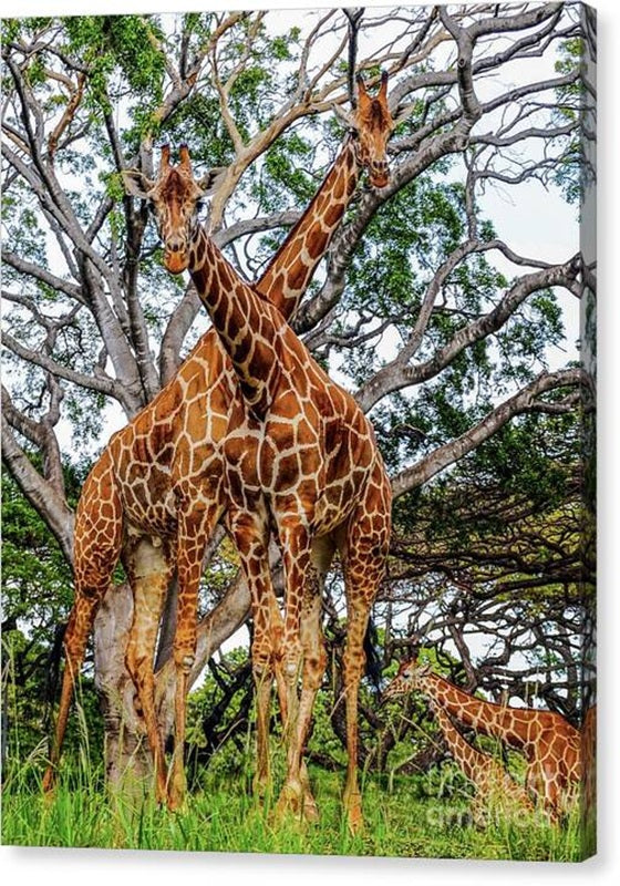 Giraffe's Looking — Canvas Print by D. Davila
