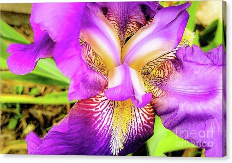 Gladiolus Canvas Print
