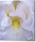 Gladiolus with Yellow Canvas Print — 24x24 in. | Gallery Wrap