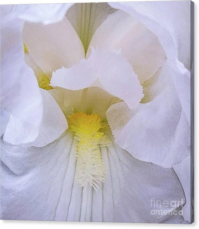 Gladiolus with Yellow Canvas Print — 24x24 in. | Gallery Wrap