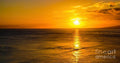Golden Sunset Surfing Waikiki // Canvas Print by D Davila