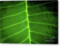 Green Leaf Canvas Print — 20x13.5 in. | Gallery Wrap