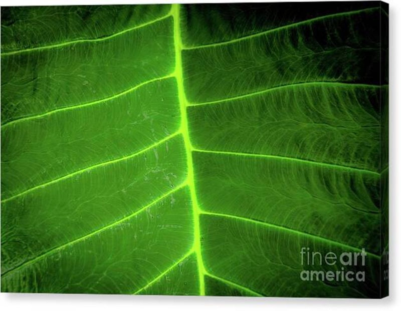 Green Leaf Canvas Print — 20x13.5 in. | Gallery Wrap