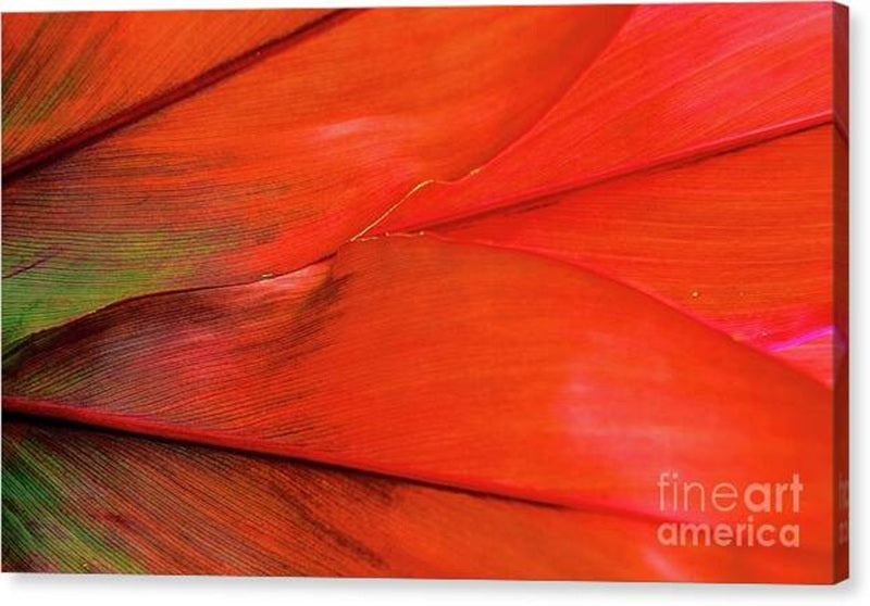 Hawaiian Ti Leaves Canvas Print — 24x14.5 in. | Gallery Wrap