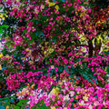 Lush Blossoming Tree // Canvas Print by D Davila