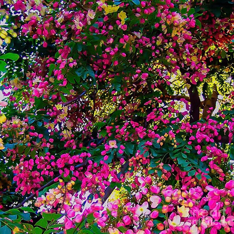 Lush Blossoming Tree // Canvas Print by D Davila